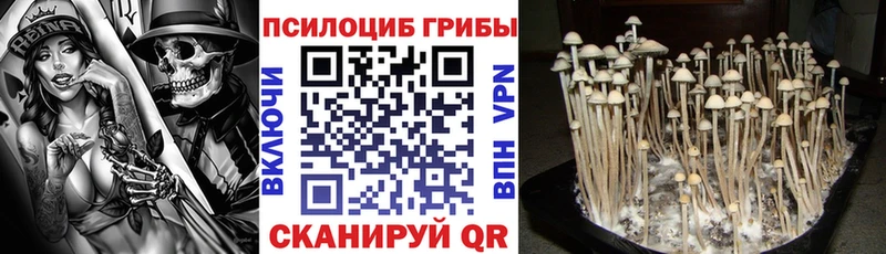 Купить где Покачи Псилоцибиновые грибы GOLDEN TEACHER
